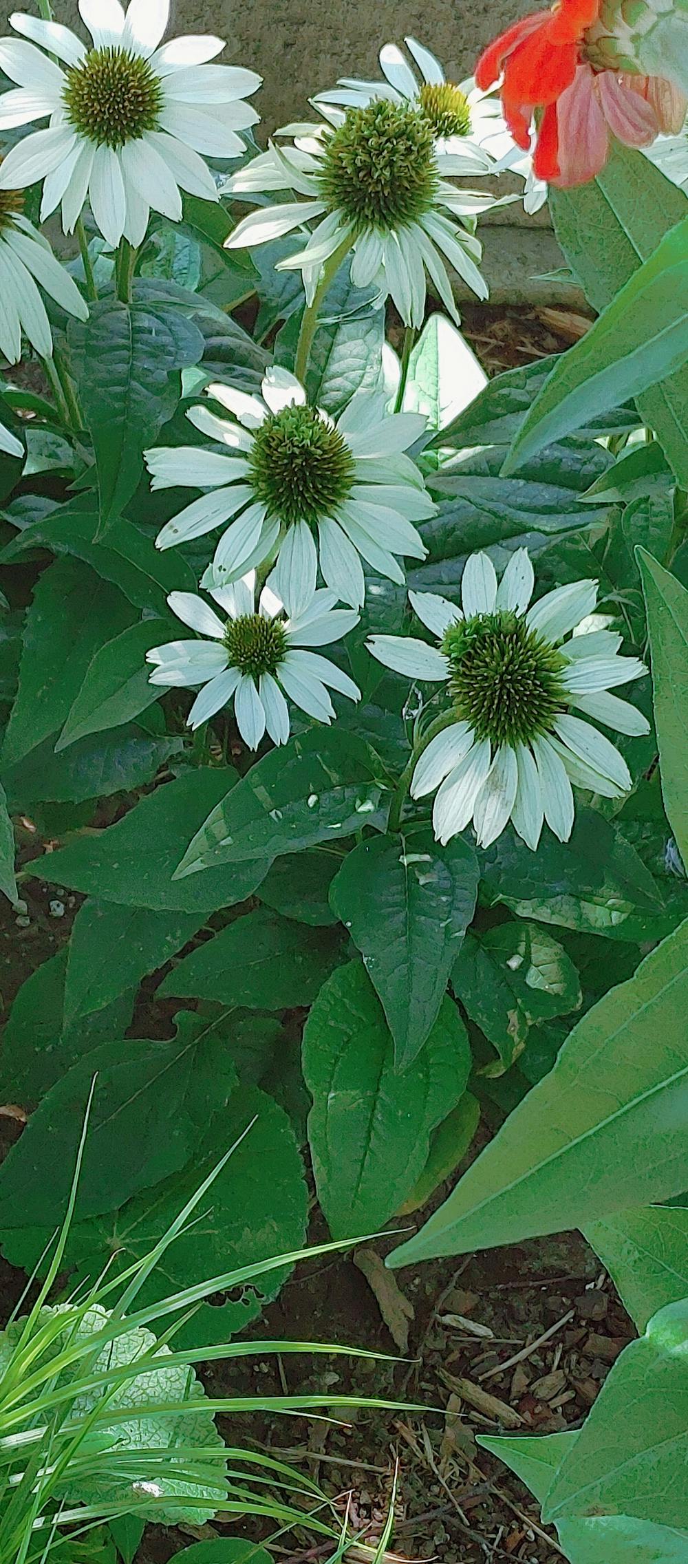 2026 CI iOS macOS registre privé et miroir de dépendances stratégie multi-régions